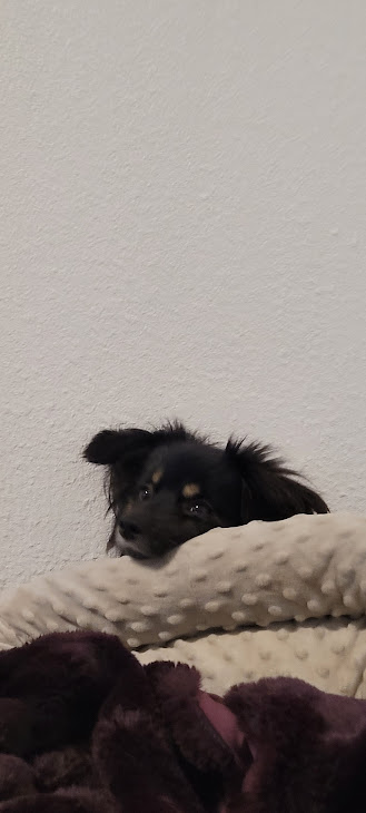 Itty Bitty Bark Park guest