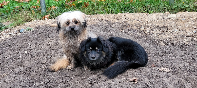 Itty Bitty Bark Park