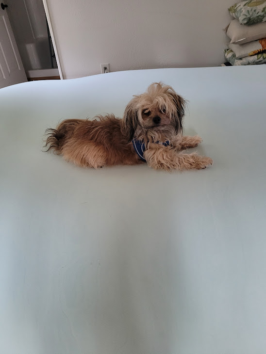 Itty Bitty Bark Park